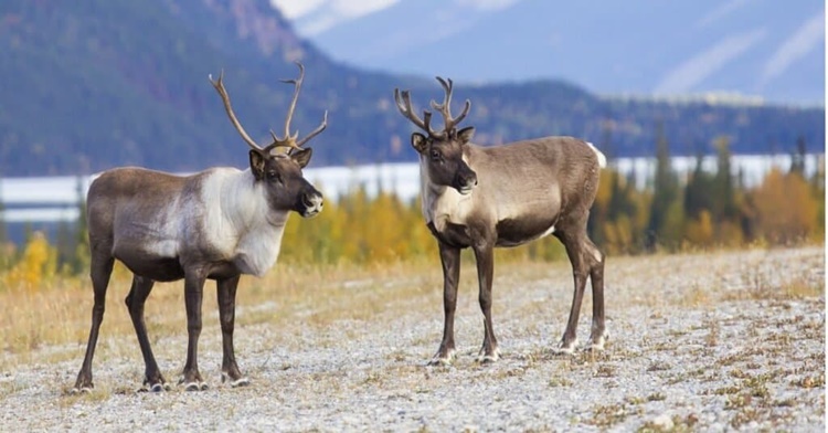 Facts about Reindeer