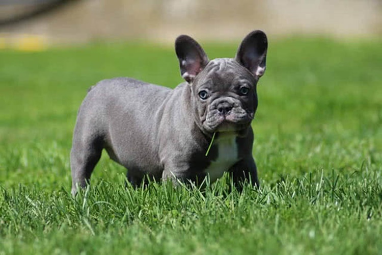 French Bulldog