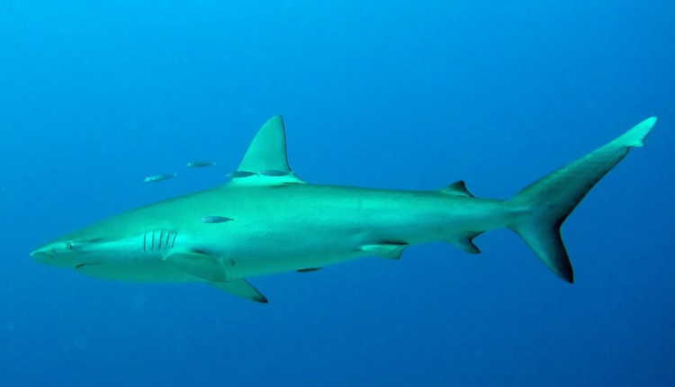 Galapagos Shark -
