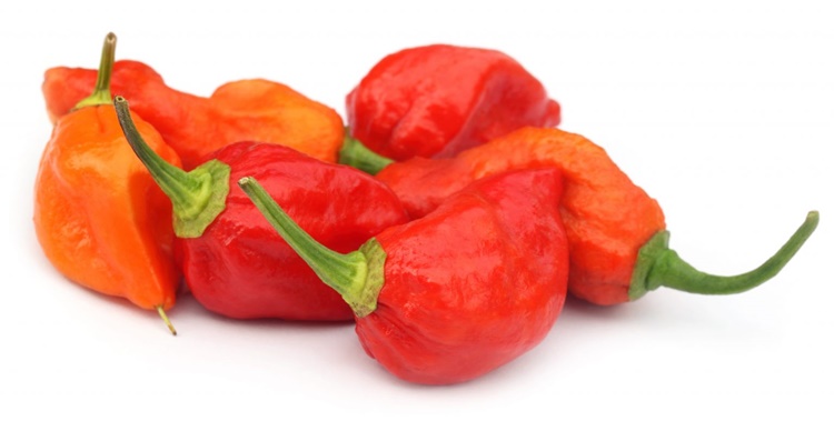 Ghost Pepper - Hottest Pepper in the World