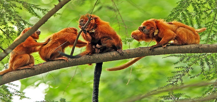 Golden Lion Tamarin