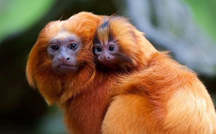 Golden Lion Tamarin