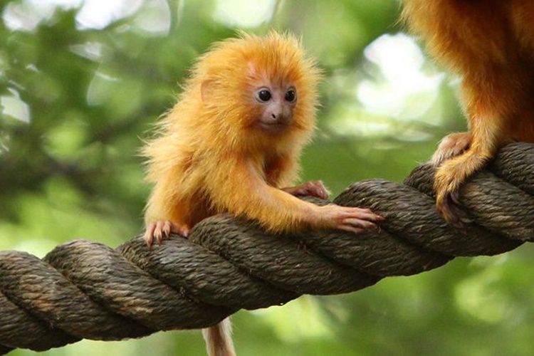 Golden Lion Tamarin