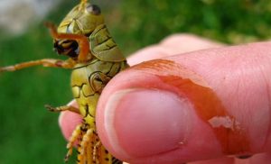 Grasshopper Facts