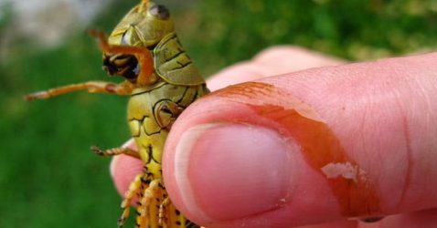 Grasshopper Facts