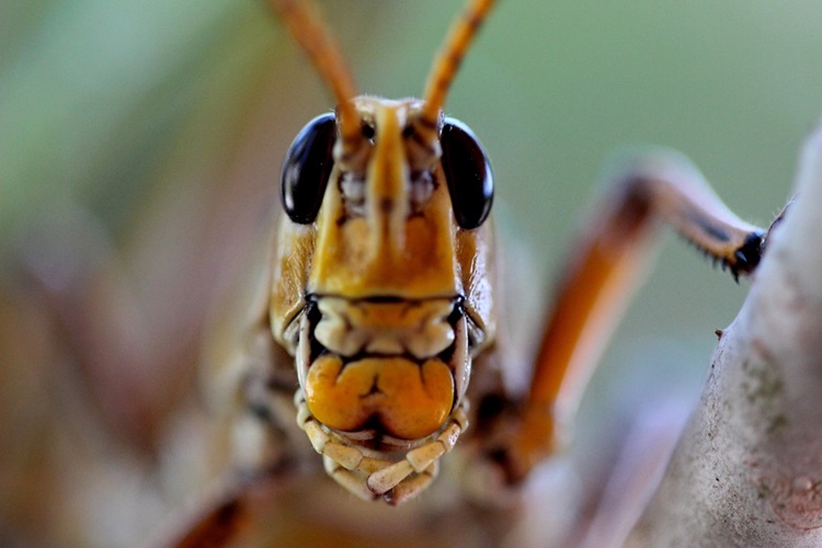 Grasshopper Facts