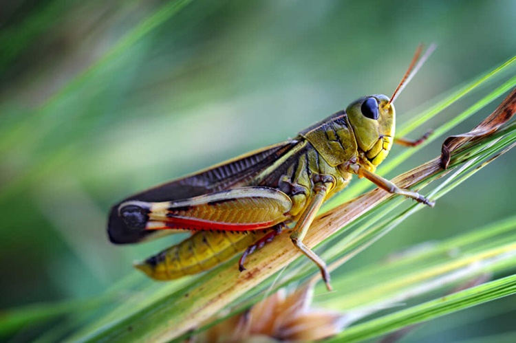 grasshopper