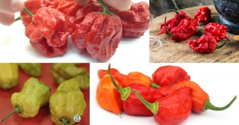 Hottest Pepper in the World