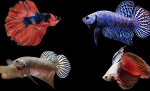 Kinds of Betta Fish