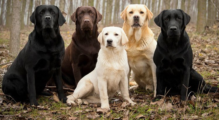 Labrador Retriever Facts