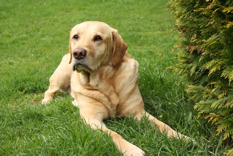 Labrador Retriever Facts