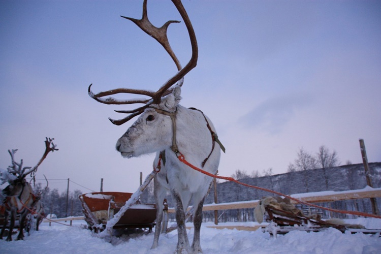 Reindeer