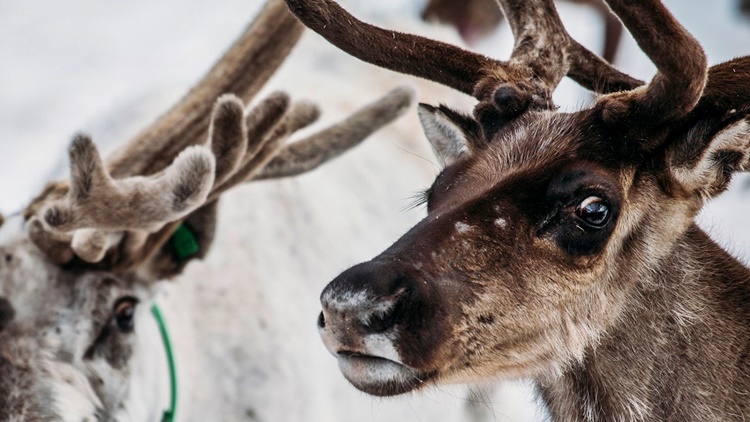 Reindeer