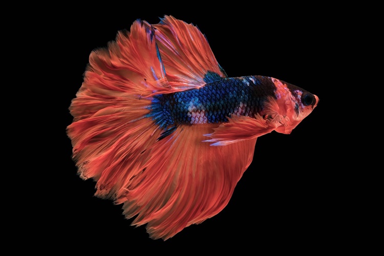 Rosetail (Feathertail) Betta