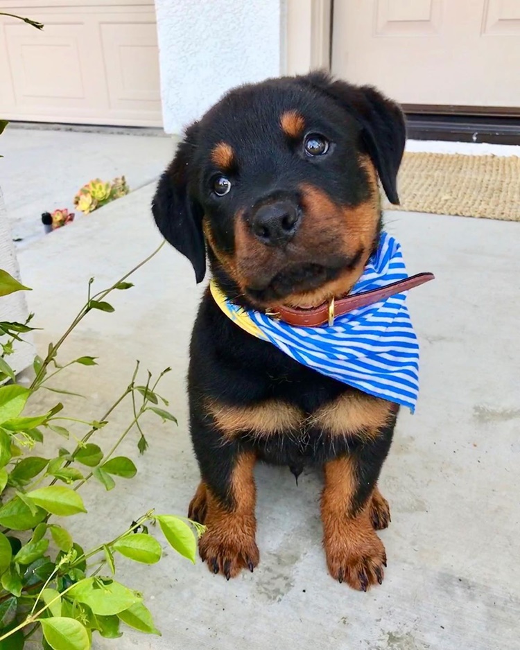 Rottweiler