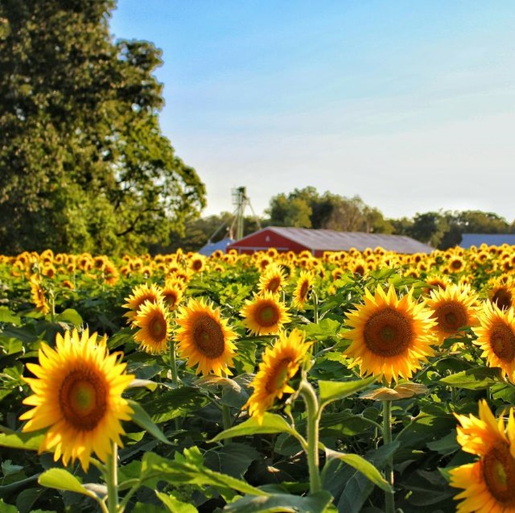 Sunflower