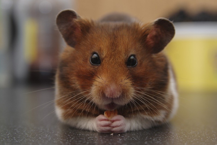 Syrian Hamster - Types of Hamsters