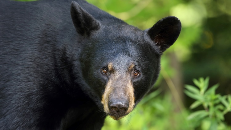 Trivia about Black Bear
