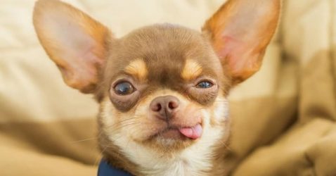Trivia about Chihuahua