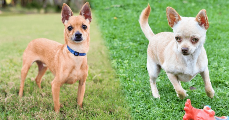 Trivia about Chihuahua