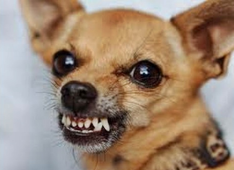 Trivia about Chihuahua