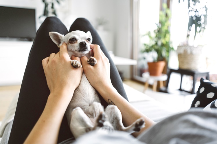 Trivia about Chihuahua