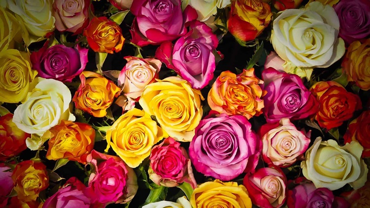 Trivia about Roses