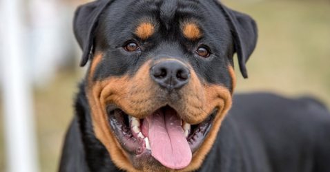 Trivia about Rottweilers
