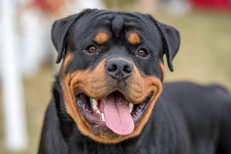 Trivia about Rottweilers