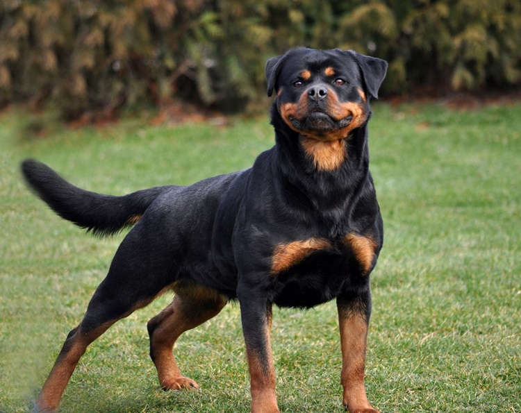 Trivia about Rottweilers