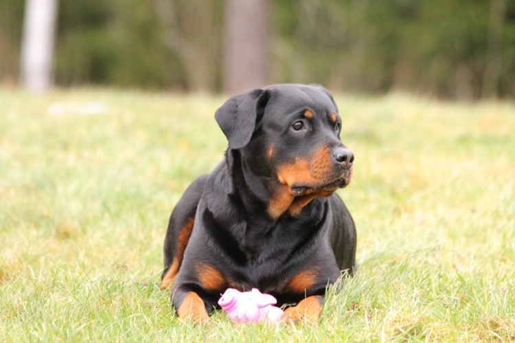 Trivia about Rottweilers