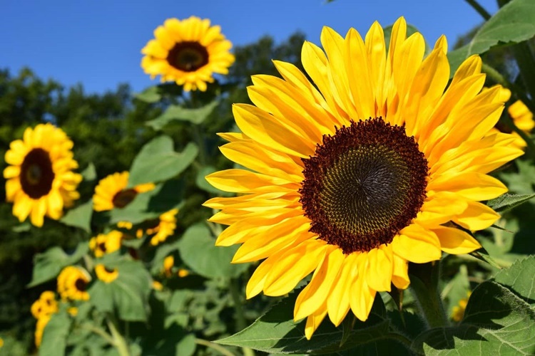 Trivia about Sunflowers