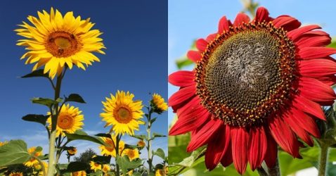 Trivia about Sunflowers