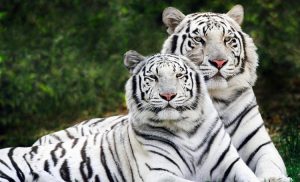 Trivia about White Tigers