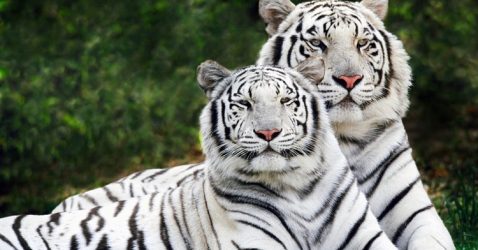 Trivia about White Tigers