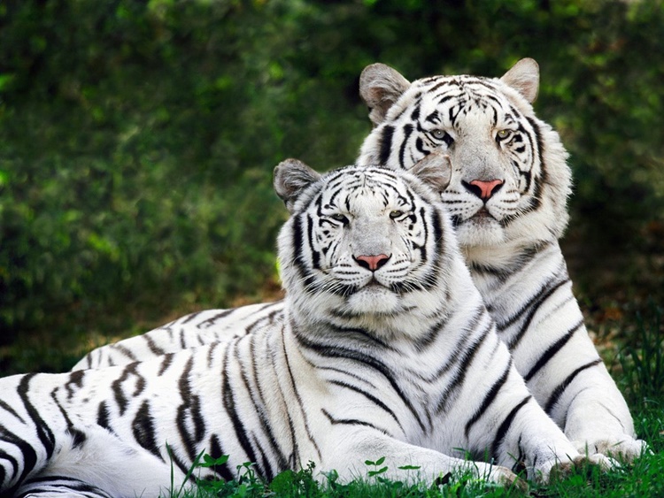 Trivia about White Tigers