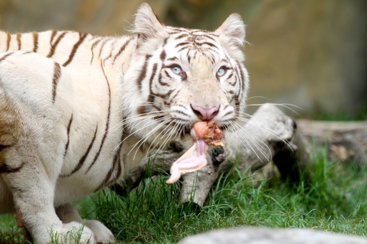 Trivia about White Tigers