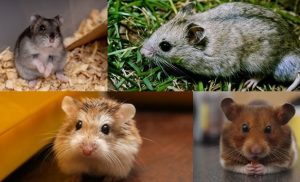 Types of Hamsters