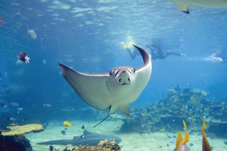 stingray