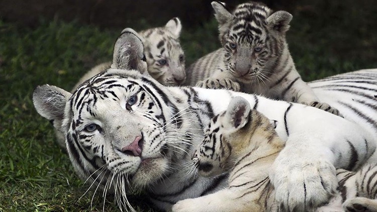 white bengal tiger