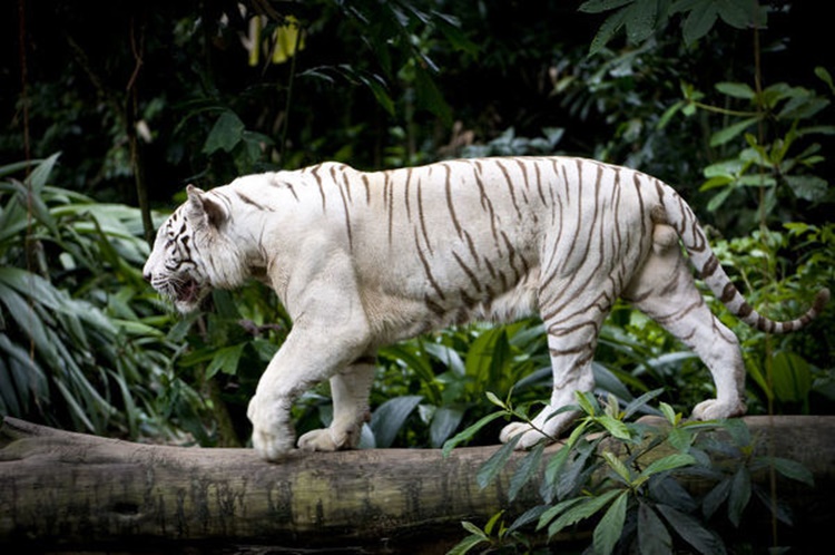 white bengal tiger