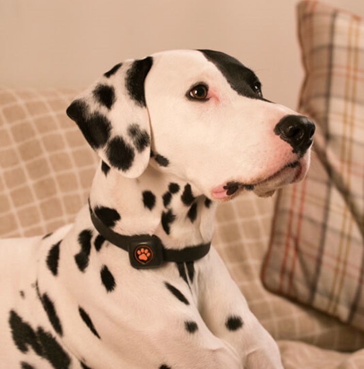 Dalmatians