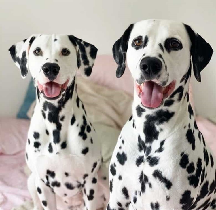 Dalmatians