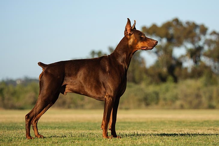 Doberman