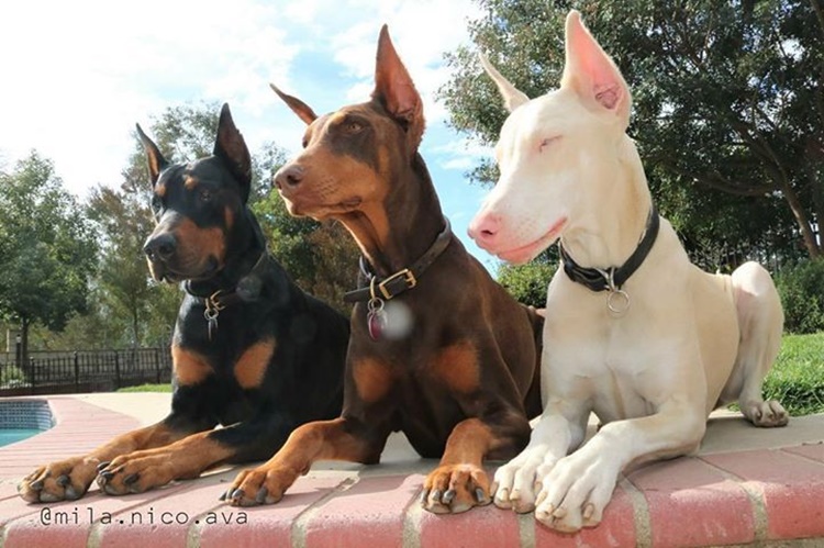 Doberman