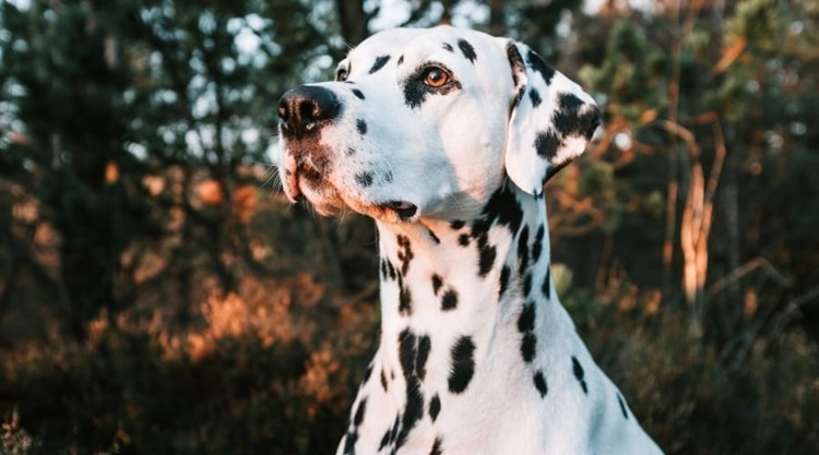 Facts about Dalmatians