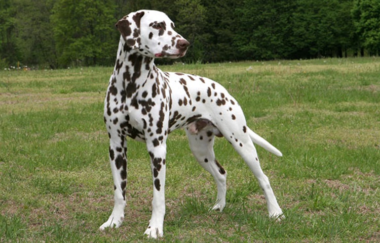 Facts about Dalmatians