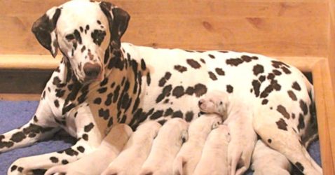 Facts about Dalmatians