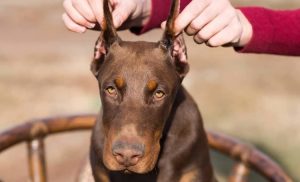 Facts about Doberman