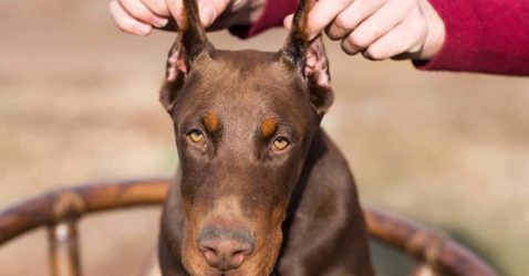 Facts about Doberman